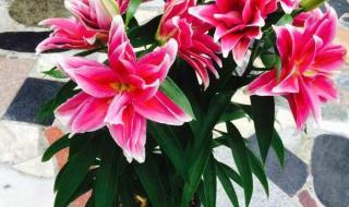 养花半年发现是假花