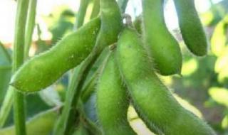 小龙虾的心脏在哪里