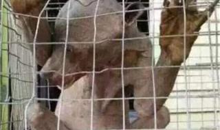 广东水库抓到一只水鬼